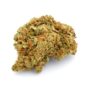 AMNESIA – Bear Bush
